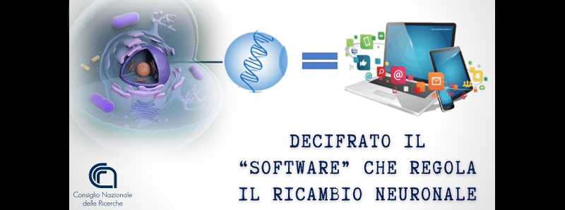 Decifrate le istruzioni che regolano il ricambio neuronale